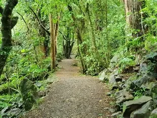 Kerikeri River walk, great for dog walking