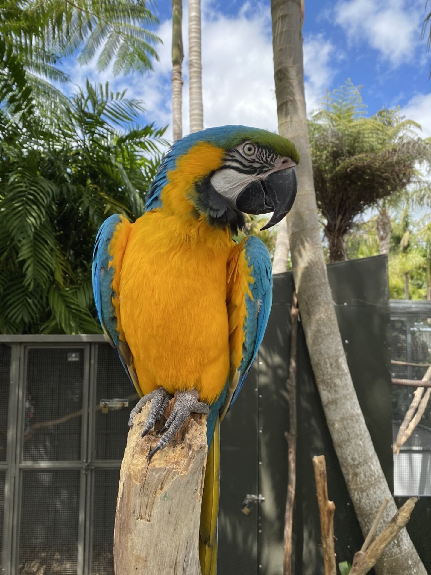 The Parrot Place Kerikeri 2025 - Colorful macaws and exotic birds in a lush subtropical garden setting