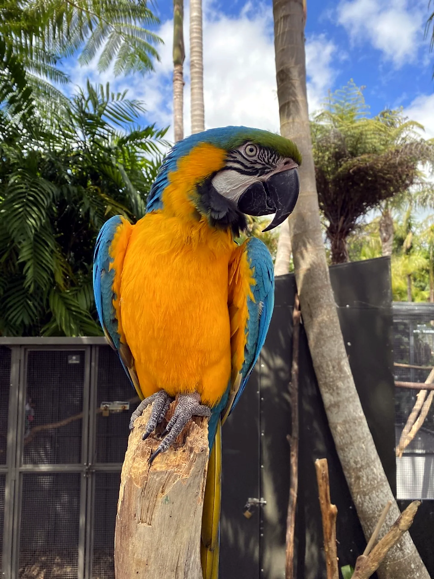 The Parrot Place Kerikeri 2025 - Colorful macaws and exotic birds in a lush subtropical garden setting