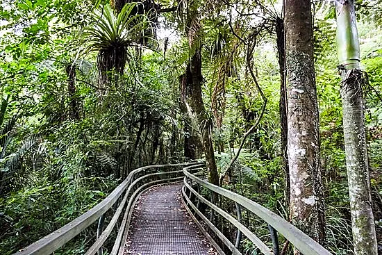 Towering ancient kauri trees in Puketi Forest with sunlight filtering through the canopy